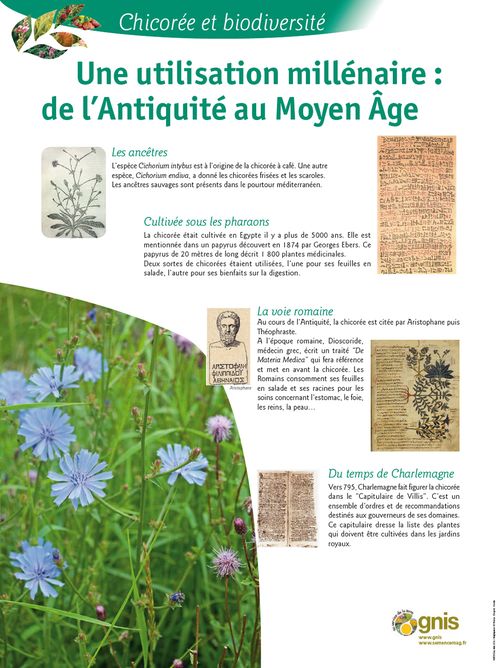 Les bienfaits et les utilisations que nous offre la chicorée