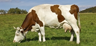 La santé des vaches passe par la qualité des prairies