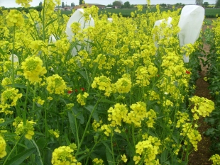 Photo de moutarde en fleurs