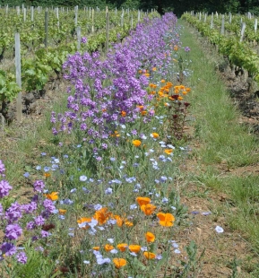 Les vignobles fleurissent dans le Beaujolais