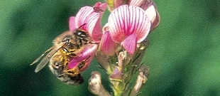 Des jachères pour les abeilles