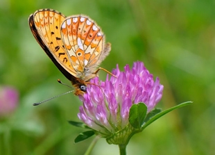 Des semences pour les papillons et autres insectes du jardin