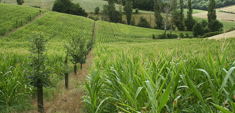 Découvrir l'agroforesterie
