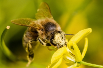 Lire :Connaître les pollinisateurs pour mieux les protéger