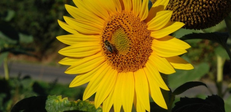 Abeille & pollinisation