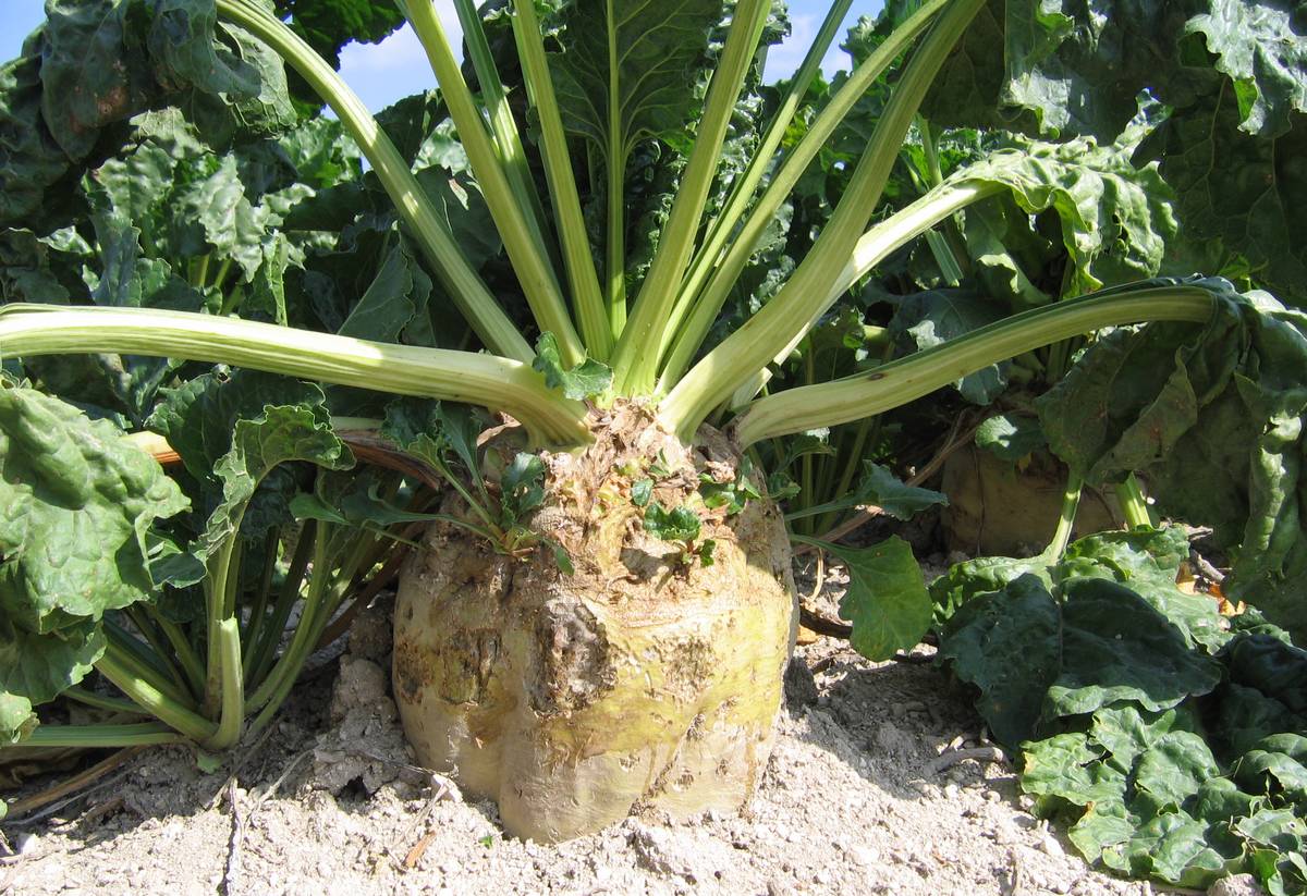 Gros plan sur une betterave à sucre © Laurence Campariol