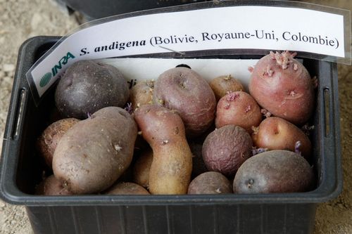 Lire :En savoir plus sur la biodiversité en pommes de terre