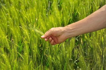 Lire :Que nous promettent donc les plantes de blé ?