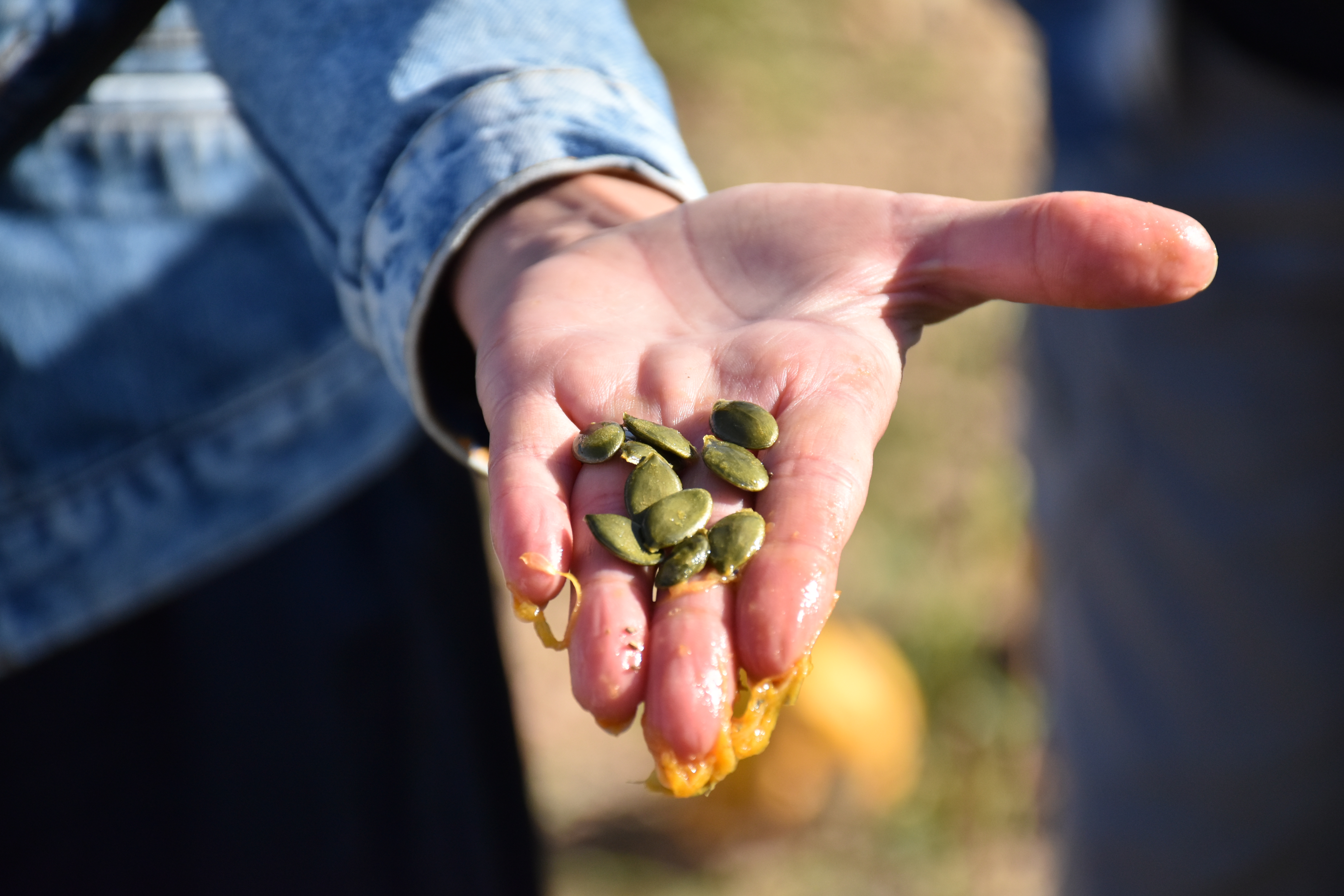 Riches en vitamines, oméga3, magnésium et phosphore, les graines de courges rencontrent un vrai succès auprès des consommateurs. © Olivier Lévêque