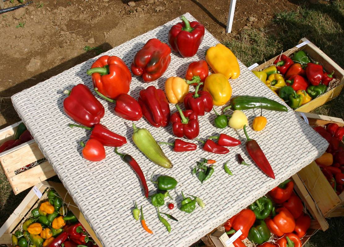 Piments et poivrons appartiennent au même genre botanique, celui des Capsicum. © SEMAE - Julien Greffier