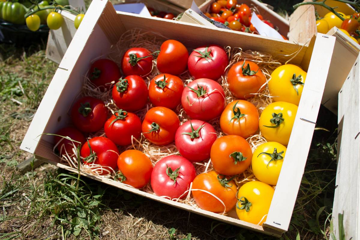 Echantillon de la diversité des tomates © Semae-Paul Dutronc