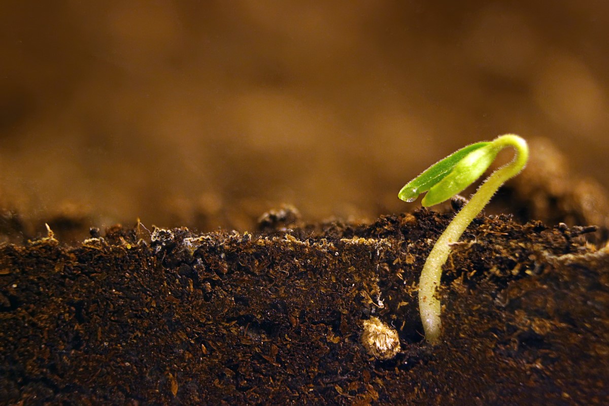 Germination de la graine après une période de dormance. © iStock - Allexxandar