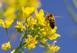 Cultiver… la présence des pollinisateurs !