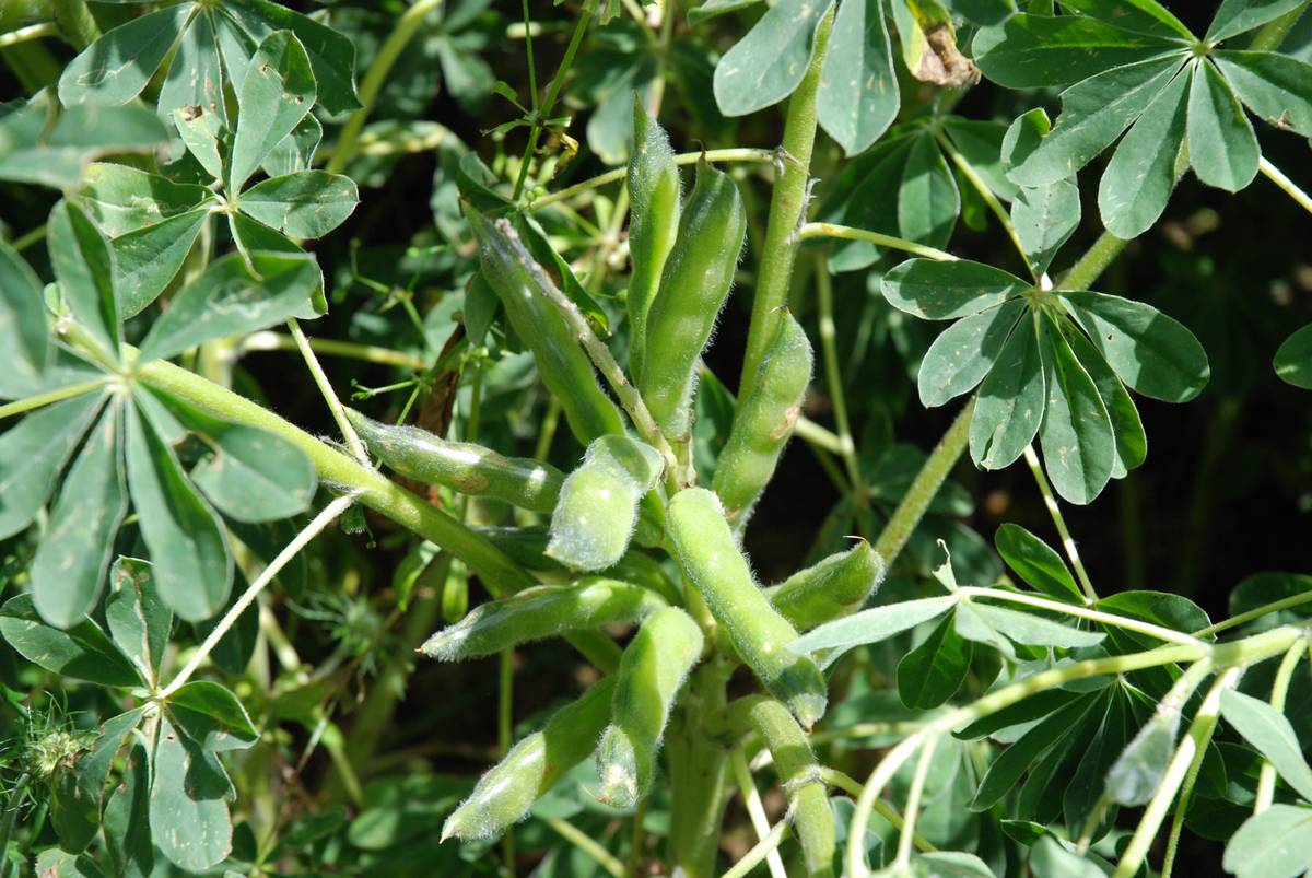 Le lupin forme des gousses sur plusieurs étages, où se trouvent les graines. © Olivier Lévêque