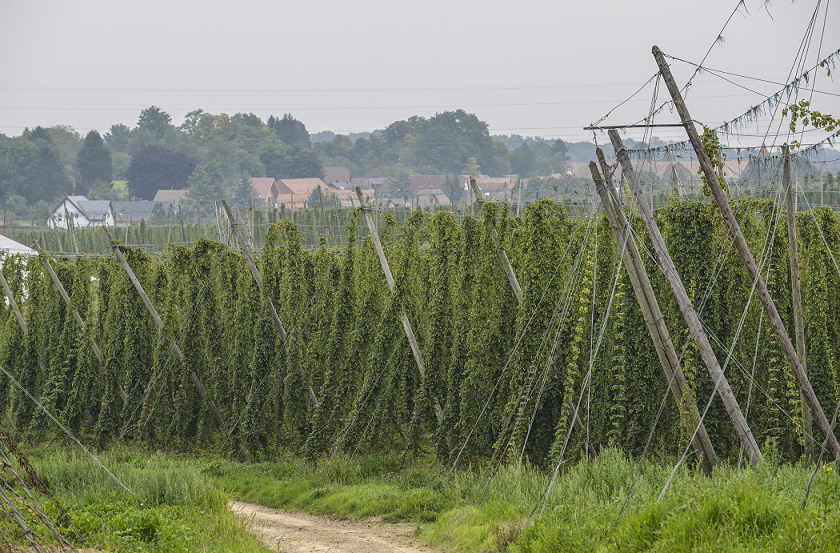 Houblonnière ©InterHoublon -Patrick Bogner 