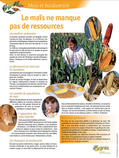 Lire :Le maïs ne manque pas de ressources