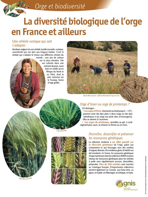 Lire :La diversité biologique de l'orge en France et ailleurs