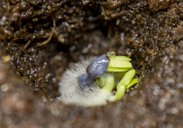 Lire :La prégermination, un coup de pouce pour accélérer la levée