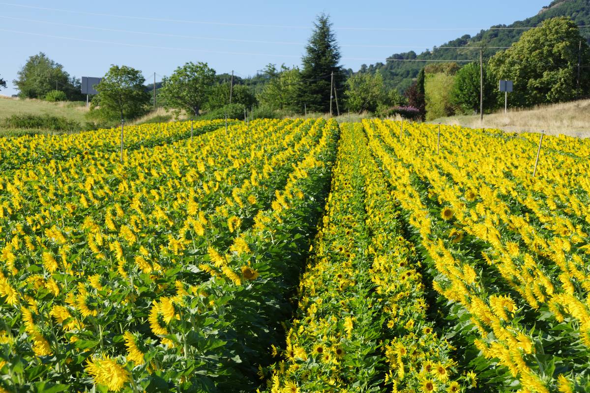 Champ de production de semences de tournesol © SEMAE-Philippe Roux