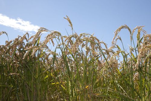 Lire :De l'intérêt écologique du riz en Camargue