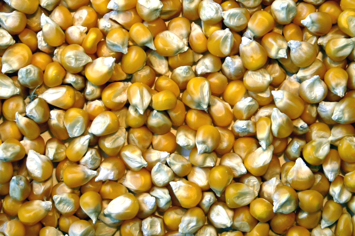 Lire : Le maïs, la plante « bio » de nos campagnes