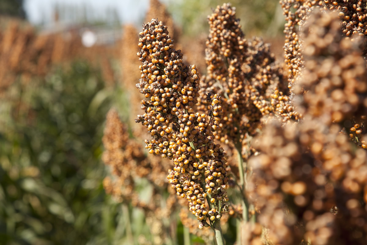 Lire : Climat : des semences pour préserver la sécurité alimentaire