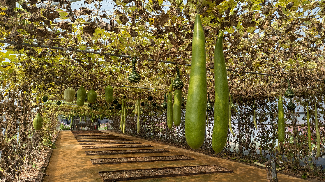 Tunnel de courge du Potager extraordinaire  ©Anne Gilet